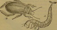 An illustration from A natural history of the animal kingdom : being a systematic and popular description of the habits, structure, and classification of animals, from the lowest to the highest forms. Arranged according to their organisation / by W. S. Dallas. (1860)
