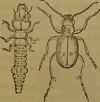 An illustration from A natural history of the animal kingdom : being a systematic and popular description of the habits, structure, and classification of animals, from the lowest to the highest forms. Arranged according to their organisation / by W. S. Dallas. (1860)