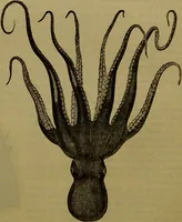 An illustration from A natural history of the animal kingdom : being a systematic and popular description of the habits, structure, and classification of animals, from the lowest to the highest forms. Arranged according to their organisation / by W. S. Dallas. (1860)