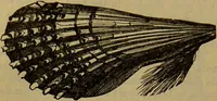 An illustration from A natural history of the animal kingdom : being a systematic and popular description of the habits, structure, and classification of animals, from the lowest to the highest forms. Arranged according to their organisation / by W. S. Dallas. (1860)
