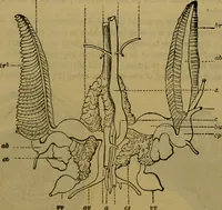 An illustration from A natural history of the animal kingdom : being a systematic and popular description of the habits, structure, and classification of animals, from the lowest to the highest forms. Arranged according to their organisation / by W. S. Dallas. (1860)