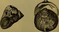 An illustration from A natural history of the animal kingdom : being a systematic and popular description of the habits, structure, and classification of animals, from the lowest to the highest forms. Arranged according to their organisation / by W. S. Dallas. (1860)