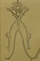 An illustration from A natural history of the animal kingdom : being a systematic and popular description of the habits, structure, and classification of animals, from the lowest to the highest forms. Arranged according to their organisation / by W. S. Dallas. (1860)
