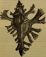 An illustration from A natural history of the animal kingdom : being a systematic and popular description of the habits, structure, and classification of animals, from the lowest to the highest forms. Arranged according to their organisation / by W. S. Dallas. (1860)