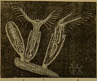 An illustration from A natural history of the animal kingdom : being a systematic and popular description of the habits, structure, and classification of animals, from the lowest to the highest forms. Arranged according to their organisation / by W. S. Dallas. (1860)