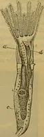 An illustration from A natural history of the animal kingdom : being a systematic and popular description of the habits, structure, and classification of animals, from the lowest to the highest forms. Arranged according to their organisation / by W. S. Dallas. (1860)