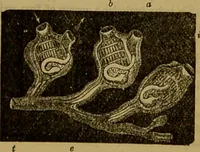 An illustration from A natural history of the animal kingdom : being a systematic and popular description of the habits, structure, and classification of animals, from the lowest to the highest forms. Arranged according to their organisation / by W. S. Dallas. (1860)