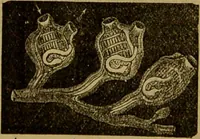 An illustration from A natural history of the animal kingdom : being a systematic and popular description of the habits, structure, and classification of animals, from the lowest to the highest forms. Arranged according to their organisation / by W. S. Dallas. (1860)