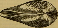 An illustration from A natural history of the animal kingdom : being a systematic and popular description of the habits, structure, and classification of animals, from the lowest to the highest forms. Arranged according to their organisation / by W. S. Dallas. (1860)
