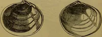An illustration from A natural history of the animal kingdom : being a systematic and popular description of the habits, structure, and classification of animals, from the lowest to the highest forms. Arranged according to their organisation / by W. S. Dallas. (1860)