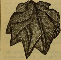 An illustration from A natural history of the animal kingdom : being a systematic and popular description of the habits, structure, and classification of animals, from the lowest to the highest forms. Arranged according to their organisation / by W. S. Dallas. (1860)