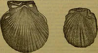 An illustration from A natural history of the animal kingdom : being a systematic and popular description of the habits, structure, and classification of animals, from the lowest to the highest forms. Arranged according to their organisation / by W. S. Dallas. (1860)