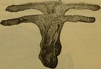 An illustration from A natural history of the animal kingdom : being a systematic and popular description of the habits, structure, and classification of animals, from the lowest to the highest forms. Arranged according to their organisation / by W. S. Dallas. (1860)