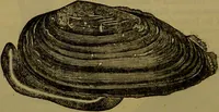 An illustration from A natural history of the animal kingdom : being a systematic and popular description of the habits, structure, and classification of animals, from the lowest to the highest forms. Arranged according to their organisation / by W. S. Dallas. (1860)