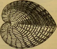 An illustration from A natural history of the animal kingdom : being a systematic and popular description of the habits, structure, and classification of animals, from the lowest to the highest forms. Arranged according to their organisation / by W. S. Dallas. (1860)