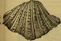 An illustration from A natural history of the animal kingdom : being a systematic and popular description of the habits, structure, and classification of animals, from the lowest to the highest forms. Arranged according to their organisation / by W. S. Dallas. (1860)