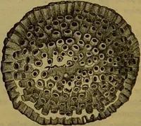 An illustration from A natural history of the animal kingdom : being a systematic and popular description of the habits, structure, and classification of animals, from the lowest to the highest forms. Arranged according to their organisation / by W. S. Dallas. (1860)
