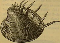 An illustration from A natural history of the animal kingdom : being a systematic and popular description of the habits, structure, and classification of animals, from the lowest to the highest forms. Arranged according to their organisation / by W. S. Dallas. (1860)