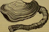 An illustration from A natural history of the animal kingdom : being a systematic and popular description of the habits, structure, and classification of animals, from the lowest to the highest forms. Arranged according to their organisation / by W. S. Dallas. (1860)