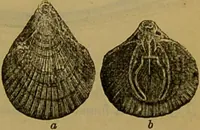 An illustration from A natural history of the animal kingdom : being a systematic and popular description of the habits, structure, and classification of animals, from the lowest to the highest forms. Arranged according to their organisation / by W. S. Dallas. (1860)