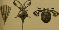 An illustration from A natural history of the animal kingdom : being a systematic and popular description of the habits, structure, and classification of animals, from the lowest to the highest forms. Arranged according to their organisation / by W. S. Dallas. (1860)