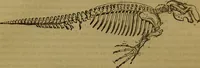 An illustration from A natural history of the animal kingdom : being a systematic and popular description of the habits, structure, and classification of animals, from the lowest to the highest forms. Arranged according to their organisation / by W. S. Dallas. (1860)