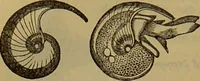 An illustration from A natural history of the animal kingdom : being a systematic and popular description of the habits, structure, and classification of animals, from the lowest to the highest forms. Arranged according to their organisation / by W. S. Dallas. (1860)