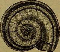 An illustration from A natural history of the animal kingdom : being a systematic and popular description of the habits, structure, and classification of animals, from the lowest to the highest forms. Arranged according to their organisation / by W. S. Dallas. (1860)