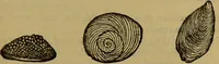 An illustration from A natural history of the animal kingdom : being a systematic and popular description of the habits, structure, and classification of animals, from the lowest to the highest forms. Arranged according to their organisation / by W. S. Dallas. (1860)