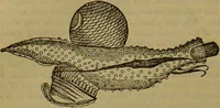 An illustration from A natural history of the animal kingdom : being a systematic and popular description of the habits, structure, and classification of animals, from the lowest to the highest forms. Arranged according to their organisation / by W. S. Dallas. (1860)