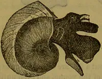 An illustration from A natural history of the animal kingdom : being a systematic and popular description of the habits, structure, and classification of animals, from the lowest to the highest forms. Arranged according to their organisation / by W. S. Dallas. (1860)