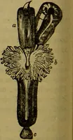 An illustration from A natural history of the animal kingdom : being a systematic and popular description of the habits, structure, and classification of animals, from the lowest to the highest forms. Arranged according to their organisation / by W. S. Dallas. (1860)