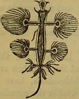 An illustration from A natural history of the animal kingdom : being a systematic and popular description of the habits, structure, and classification of animals, from the lowest to the highest forms. Arranged according to their organisation / by W. S. Dallas. (1860)
