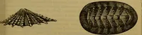 An illustration from A natural history of the animal kingdom : being a systematic and popular description of the habits, structure, and classification of animals, from the lowest to the highest forms. Arranged according to their organisation / by W. S. Dallas. (1860)
