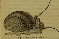 An illustration from A natural history of the animal kingdom : being a systematic and popular description of the habits, structure, and classification of animals, from the lowest to the highest forms. Arranged according to their organisation / by W. S. Dallas. (1860)