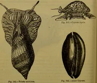 An illustration from A natural history of the animal kingdom : being a systematic and popular description of the habits, structure, and classification of animals, from the lowest to the highest forms. Arranged according to their organisation / by W. S. Dallas. (1860)