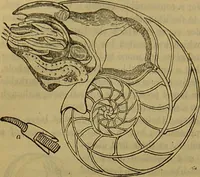 An illustration from A natural history of the animal kingdom : being a systematic and popular description of the habits, structure, and classification of animals, from the lowest to the highest forms. Arranged according to their organisation / by W. S. Dallas. (1860)