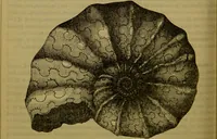An illustration from A natural history of the animal kingdom : being a systematic and popular description of the habits, structure, and classification of animals, from the lowest to the highest forms. Arranged according to their organisation / by W. S. Dallas. (1860)