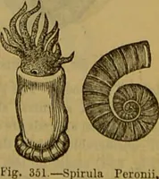 An illustration from A natural history of the animal kingdom : being a systematic and popular description of the habits, structure, and classification of animals, from the lowest to the highest forms. Arranged according to their organisation / by W. S. Dallas. (1860)