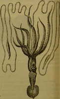 An illustration from A natural history of the animal kingdom : being a systematic and popular description of the habits, structure, and classification of animals, from the lowest to the highest forms. Arranged according to their organisation / by W. S. Dallas. (1860)