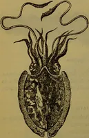 An illustration from A natural history of the animal kingdom : being a systematic and popular description of the habits, structure, and classification of animals, from the lowest to the highest forms. Arranged according to their organisation / by W. S. Dallas. (1860)