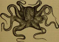 An illustration from A natural history of the animal kingdom : being a systematic and popular description of the habits, structure, and classification of animals, from the lowest to the highest forms. Arranged according to their organisation / by W. S. Dallas. (1860)
