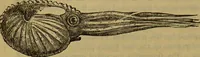 An illustration from A natural history of the animal kingdom : being a systematic and popular description of the habits, structure, and classification of animals, from the lowest to the highest forms. Arranged according to their organisation / by W. S. Dallas. (1860)