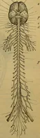 An illustration from A natural history of the animal kingdom : being a systematic and popular description of the habits, structure, and classification of animals, from the lowest to the highest forms. Arranged according to their organisation / by W. S. Dallas. (1860)