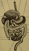 An illustration from A natural history of the animal kingdom : being a systematic and popular description of the habits, structure, and classification of animals, from the lowest to the highest forms. Arranged according to their organisation / by W. S. Dallas. (1860)