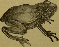An illustration from A natural history of the animal kingdom : being a systematic and popular description of the habits, structure, and classification of animals, from the lowest to the highest forms. Arranged according to their organisation / by W. S. Dallas. (1860)