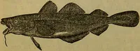 An illustration from A natural history of the animal kingdom : being a systematic and popular description of the habits, structure, and classification of animals, from the lowest to the highest forms. Arranged according to their organisation / by W. S. Dallas. (1860)