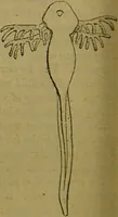 An illustration from A natural history of the animal kingdom : being a systematic and popular description of the habits, structure, and classification of animals, from the lowest to the highest forms. Arranged according to their organisation / by W. S. Dallas. (1860)