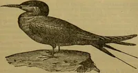 An illustration from A natural history of the animal kingdom : being a systematic and popular description of the habits, structure, and classification of animals, from the lowest to the highest forms. Arranged according to their organisation / by W. S. Dallas. (1860)