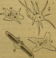 An illustration from A natural history of the animal kingdom : being a systematic and popular description of the habits, structure, and classification of animals, from the lowest to the highest forms. Arranged according to their organisation / by W. S. Dallas. (1860)